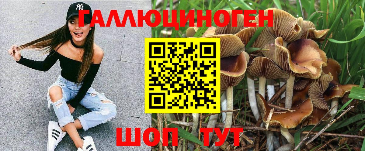 Галлюциногенные грибы Psilocybe Киселёвск